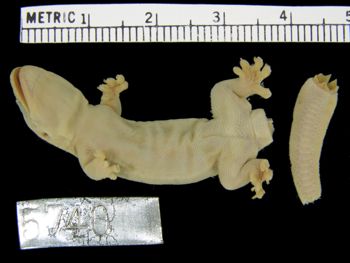 Media type: image;   Herpetology R-5740
